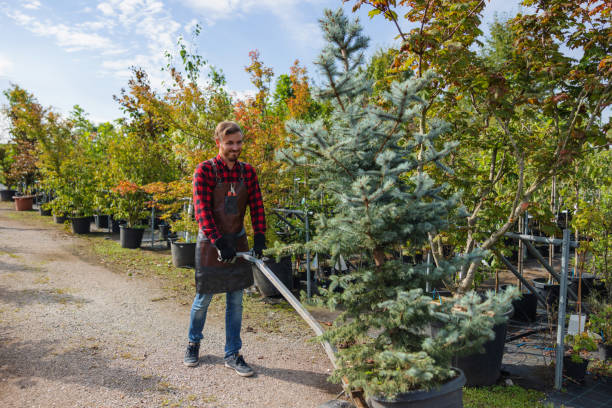 How Our Tree Care Process Works  in  Oreana, IL